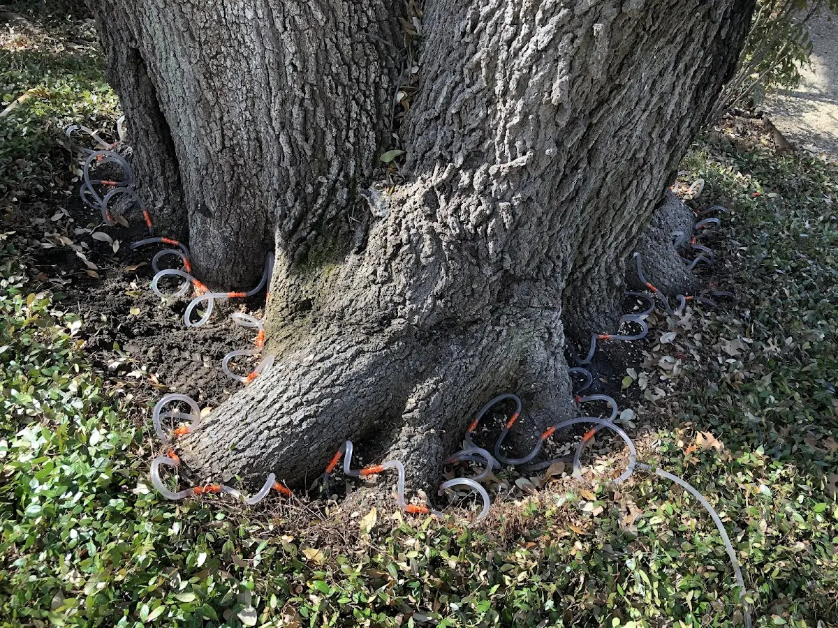 Detailed Tree Cabling and Bracing job site in Waretown